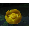 Nuphar luteum