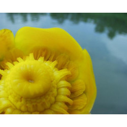 Nuphar luteum