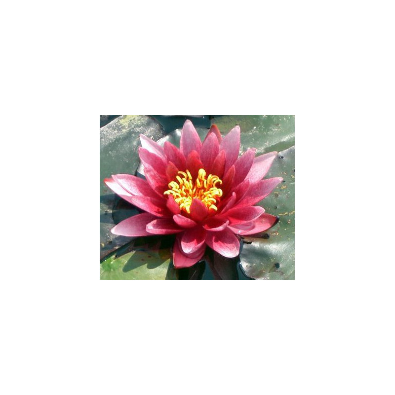 Nymphaea 'Atropurpurea''