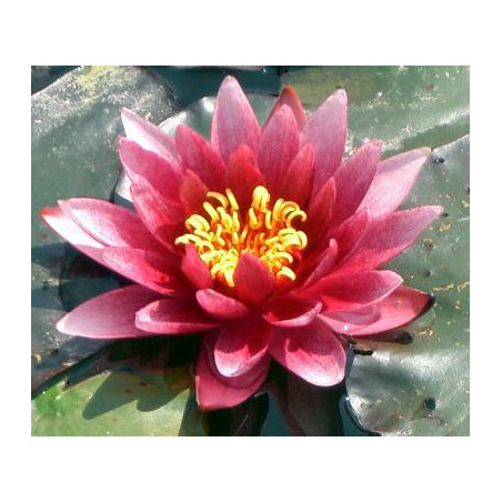 Nymphaea 'Atropurpurea''
