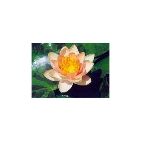 Nymphaea 'Aurora'