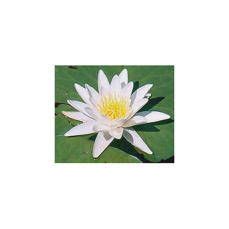 Nymphaea 'Candida' (nain)