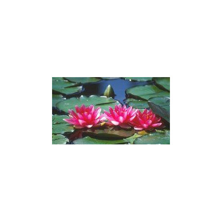 Nymphaea 'Conqueror'