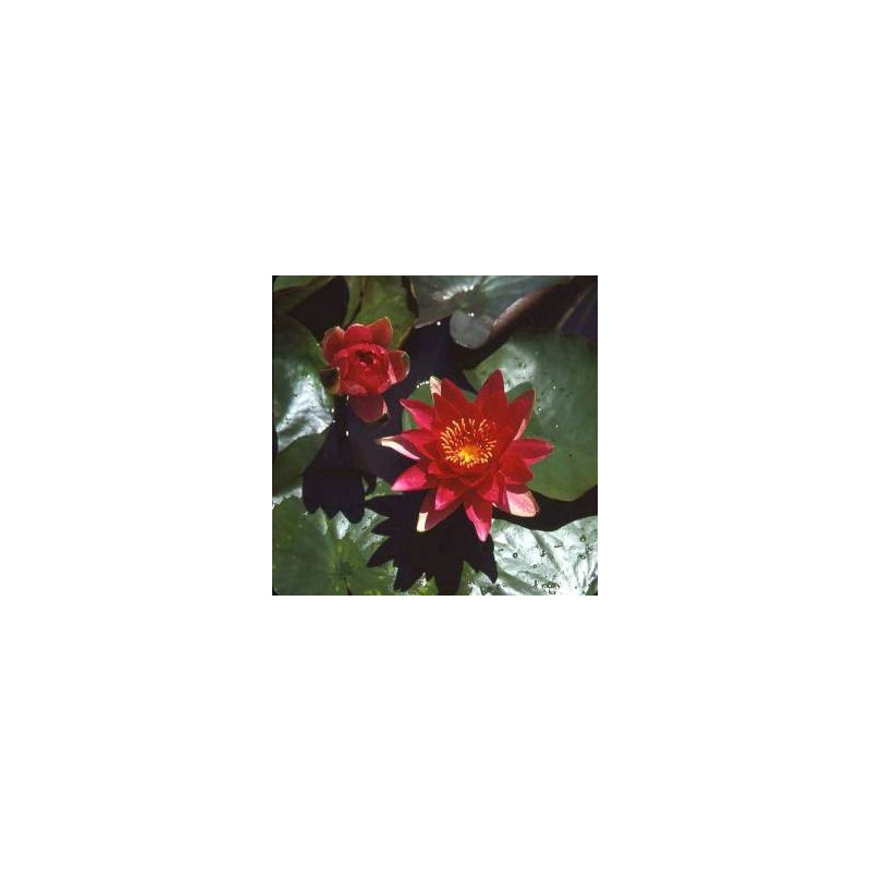 Nymphaea 'Escarboucle'