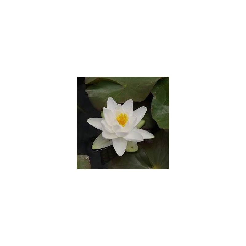 Nymphaea 'Gladstoniana'