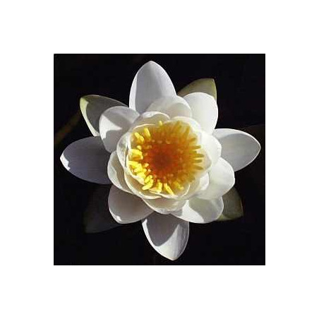 Nymphaea 'Virginalis'