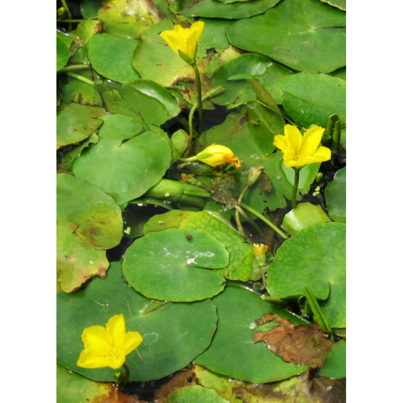 Nymphoides peltata