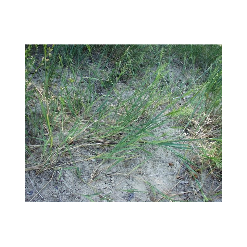 Phalaris arundinacea