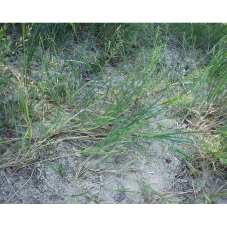Phalaris arundinacea