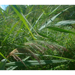 Phragmites australis (communis)