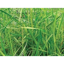 Phragmites australis variegata