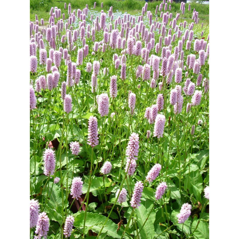 Polygonium bistorta (persicaria)
