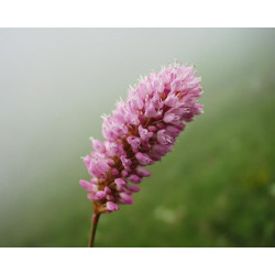 Polygonium bistorta (persicaria)