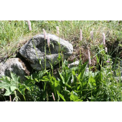 Polygonium bistorta (persicaria)