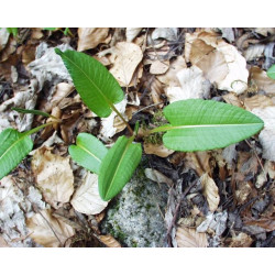 Polygonium bistorta (persicaria)