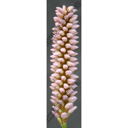Polygonium bistorta (persicaria)