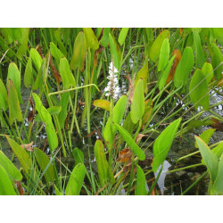 Pontederia cordata alba