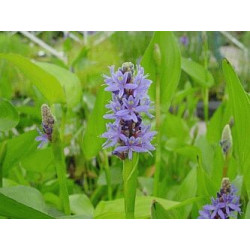 Pontederia lanceolata