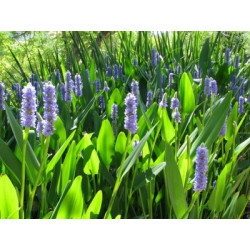 Pontederia lanceolata