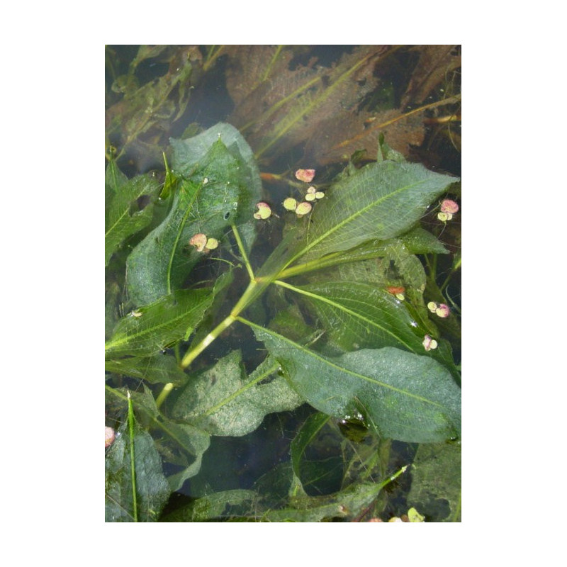 Potamogetons lucens