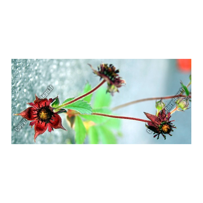 Potentilla palustris