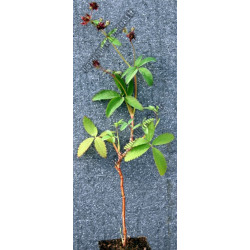 Potentilla palustris