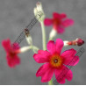 Primula bullesiana