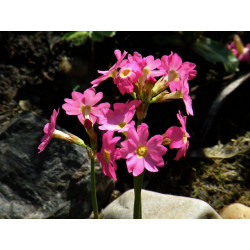 Primula rosea grandiflora