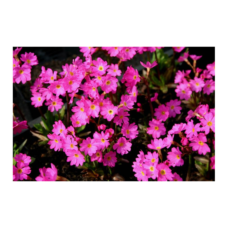 Primula rosea grandiflora