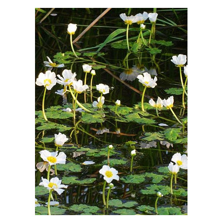 Ranunculus aquatilis
