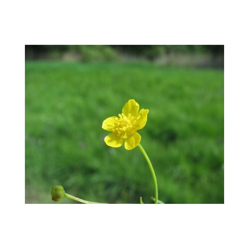 Ranunculus flammula