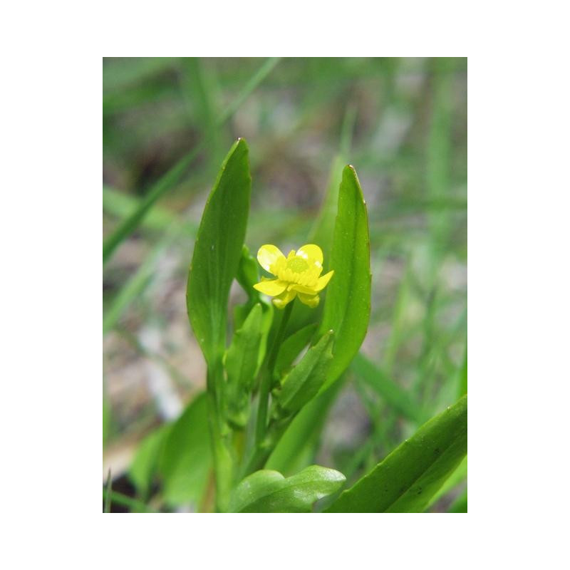Ranunculus lingua