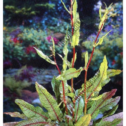 Rumex sanguinea