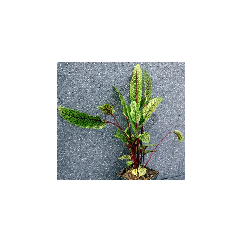Rumex sanguinea