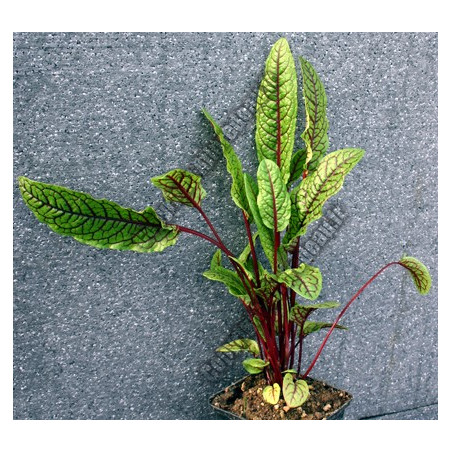 Rumex sanguinea