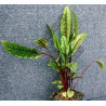 Rumex sanguinea