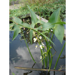 Sagittaria sagitifolia