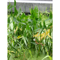 Sagittaria sagitifolia