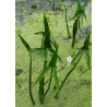 Sagittaria sagitifolia