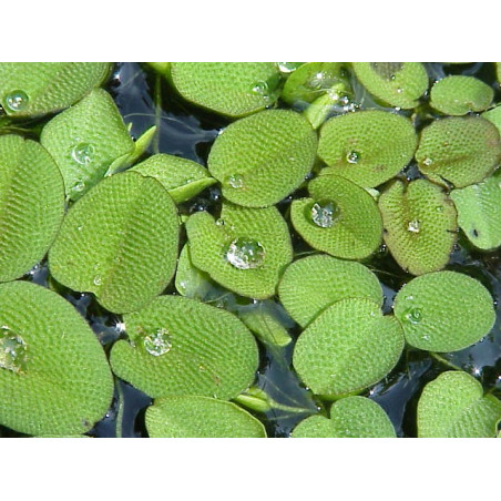 Salvinia natans