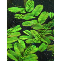 Salvinia oblongifolia