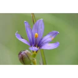 Sisyrinchium augustifolium