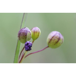 Sisyrinchium augustifolium