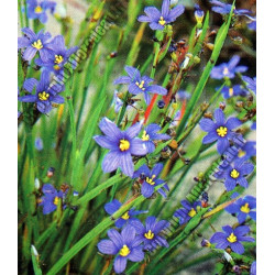 Sisyrinchium augustifolium