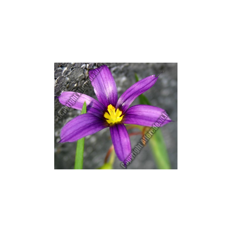 Sisyrinchium augustifolium