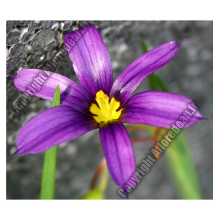 Sisyrinchium augustifolium