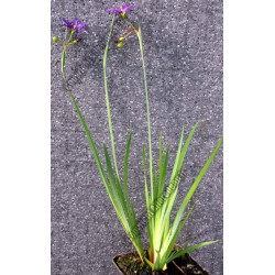 Sisyrinchium augustifolium