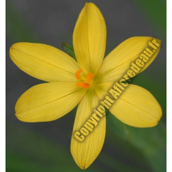 Sisyrinchium californicum