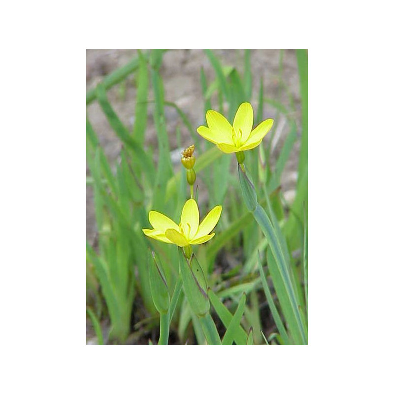 Sisyrinchium californicum