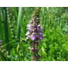 Stachys palustris